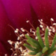 CactusFlower2