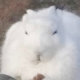 Arctic Hare
