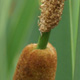 Cattail Closeup