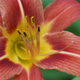 DayLily