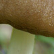 Mushroom 2