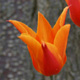 OrangeTulips