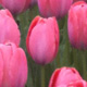 Pink Tulip Garden