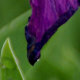 PurpleIris