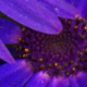 Senetti