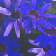 Senetti