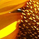 King Sunflower