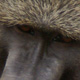 Baboon