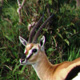 ThomsonGazelle